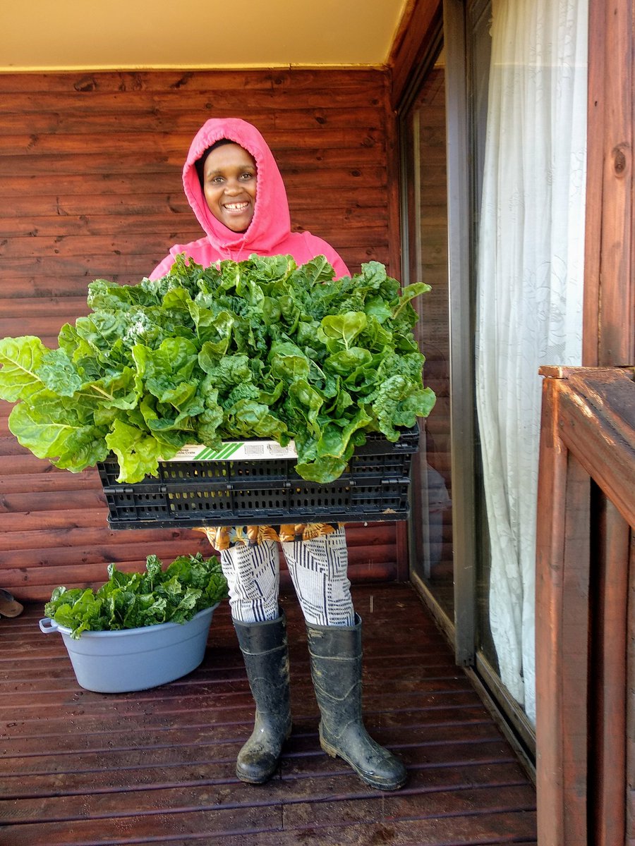 YamkelaKhoza's tweet image. Being a farmer is like caring for thousands of kids who are very susceptible to diseases &amp;amp; sgebengaz. EVERYDAY u make sure few kids die...bcoz some will. 
It hurts
Kakhulu
But you can't stop
Bcoz you love these kids so much
Also, they contribute a lot to fighting #foodinsecurity