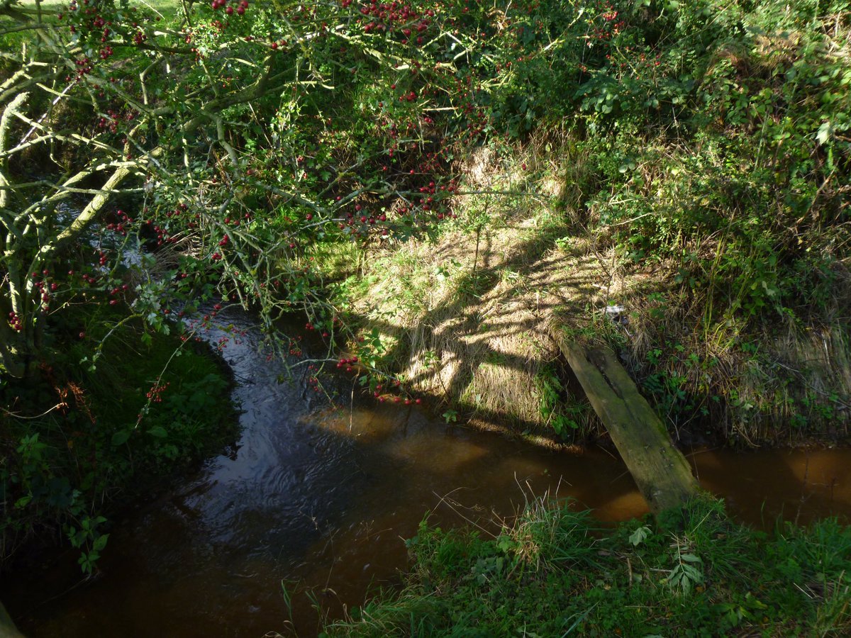 FFofum's tweet image. Walk day in the Autumn sunshine around Seaton Ross &amp;amp; Everingham today. #eastriding #yorkshire #walkday Just lovely...