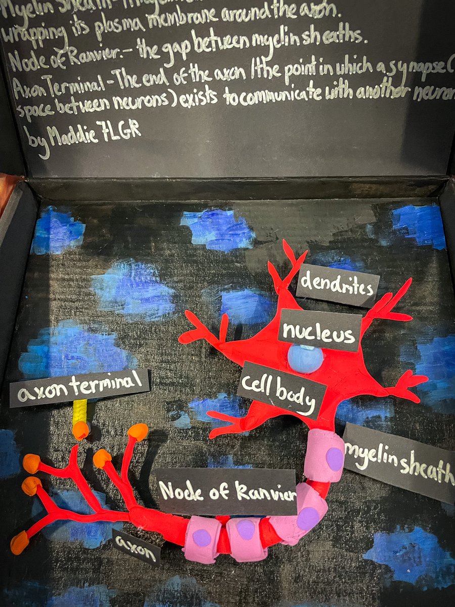Twickenhamsch's tweet photo. Yr 7 students have created a range of 3D models representing human, animal and plant cells, some were even edible! Well done to all students who created a model cell as part of the homework task! #biology #science https://t.co/Th0ZfuZxZ9