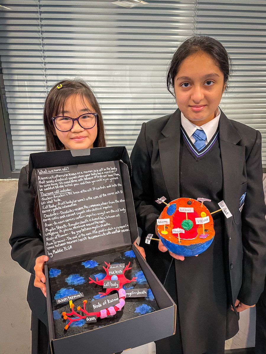Twickenhamsch's tweet photo. Yr 7 students have created a range of 3D models representing human, animal and plant cells, some were even edible! Well done to all students who created a model cell as part of the homework task! #biology #science https://t.co/Th0ZfuZxZ9