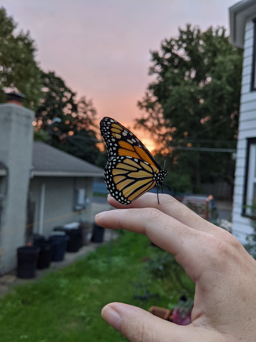suburbanjungle_'s tweet photo. Monarch's first sunrise https://t.co/ejFDMk74bw
