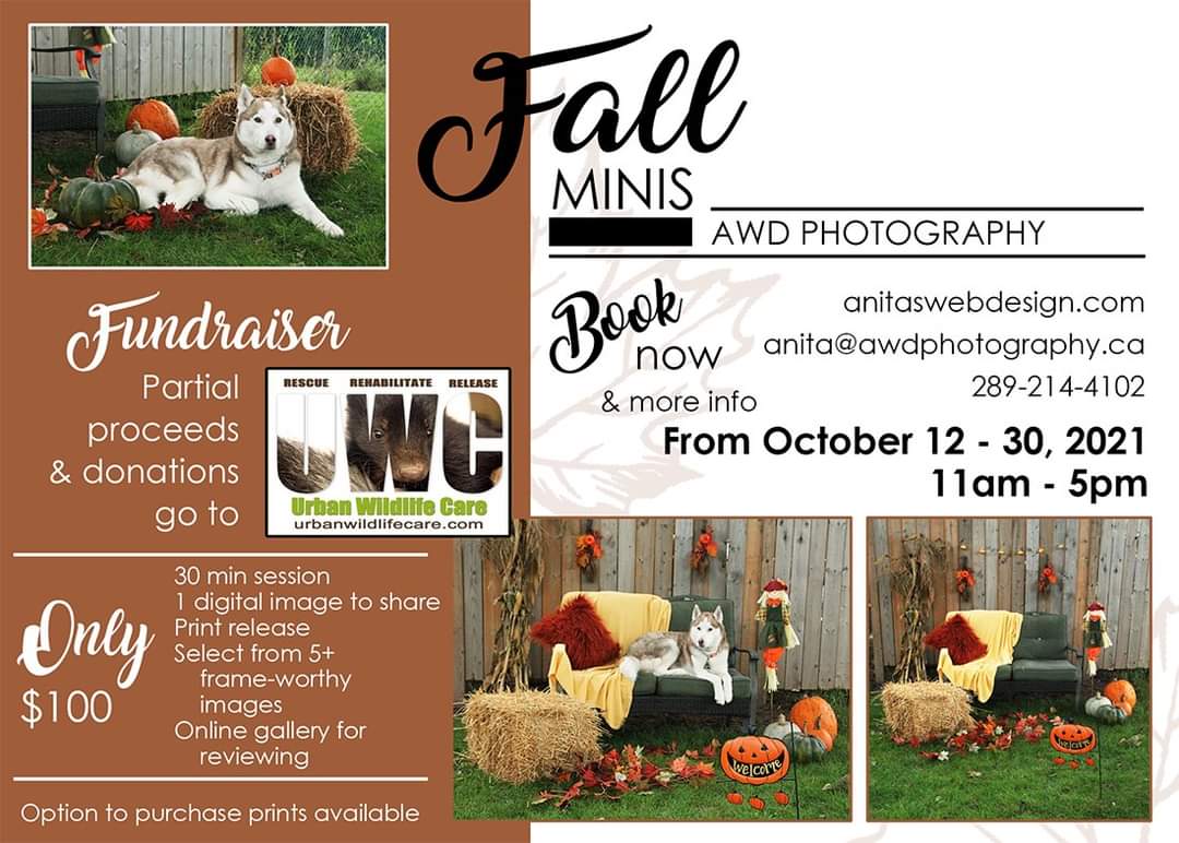 PhotographyAWD's tweet photo. It's that time of year again, beautiful fall photos with your fur babies! Fundraiser for Urban Wildlife Care in Grimsby. Contact me to book your session! #Hamiltonpetphotography #fallminisessions #fundraiserphotos #urbanwildlifecare https://t.co/LpCJCogH6t