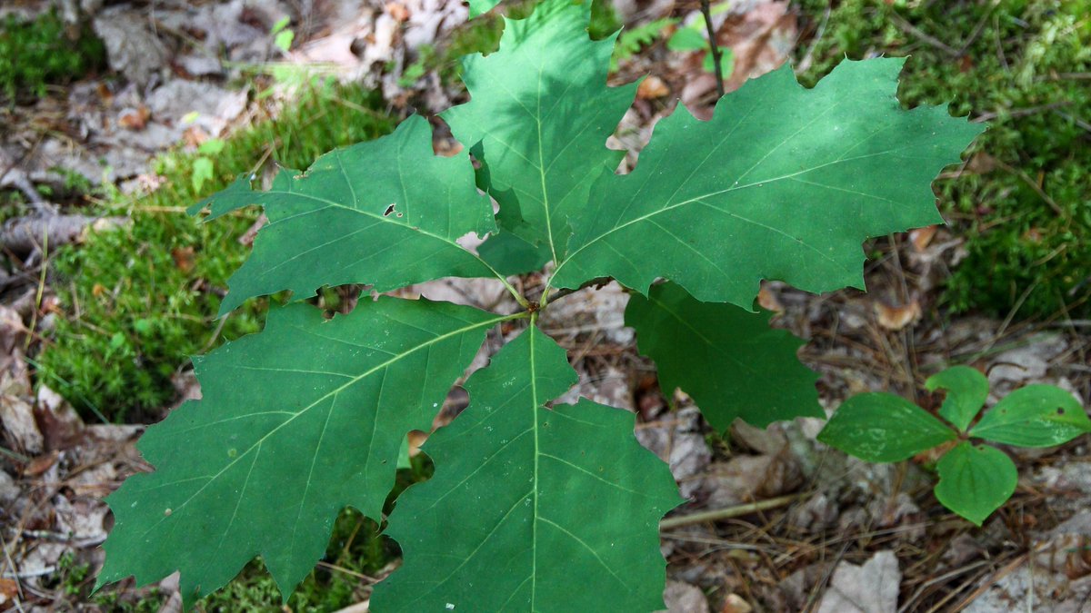 CanadaTrees's tweet image. Can you ID this future tree? 🔍
We&apos;ll give you a few hints! This tree has pointed lobed leaves with bristles at their tips, and notably shallow acorn cups with reddish buds. Older trees also have a deeply ridged bark on old trees.

#treevia #identitree #treeID