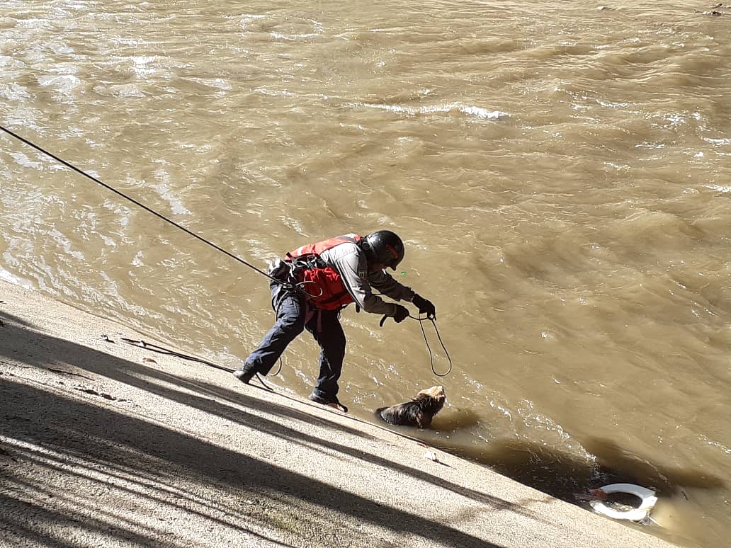 ReporteYa's tweet photo. #7Oct #Caracas
@nathalividal: Paramédicos víales rescataron a un perro que estaba atrapado en el río Guaire a la altura de Bello Monte.  https://t.co/fjeayXFVgW
