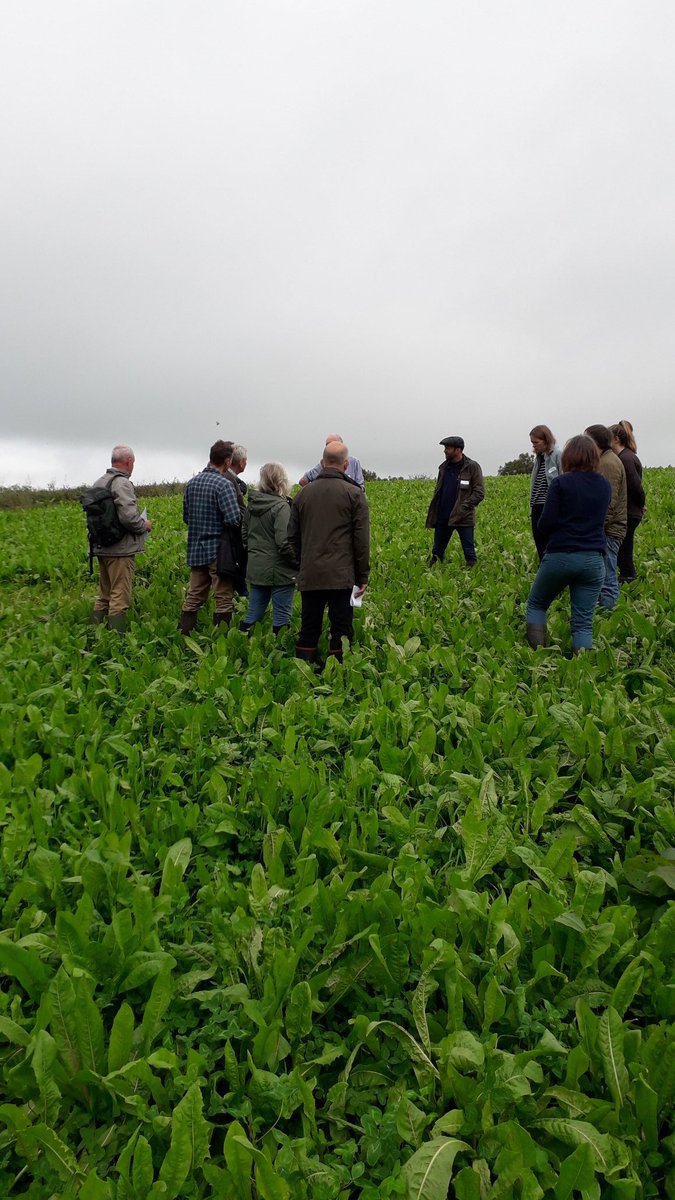 #fabfarmers  herbal leys learning network farm walk in Somerset.  establishment rejuvenation and how to incorporate Into grazing platform all being discussed <a href="/interregeurope/">Interreg Europe</a> <a href="/SoilAssociation/">Soil Association</a> <a href="/IFarmers/">Innovative Farmers</a> <a href="/CotswoldSeeds/">Cotswold Seeds</a>
