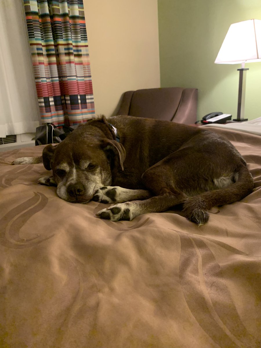 allykarnell's tweet photo. Me worrying about leaving our dog in hotel room and how stressed he must be alone for the first time in months.

Meanwhile the dog in question: napping on a king size bed all to himself 😂 https://t.co/z6GgiSJzgx
