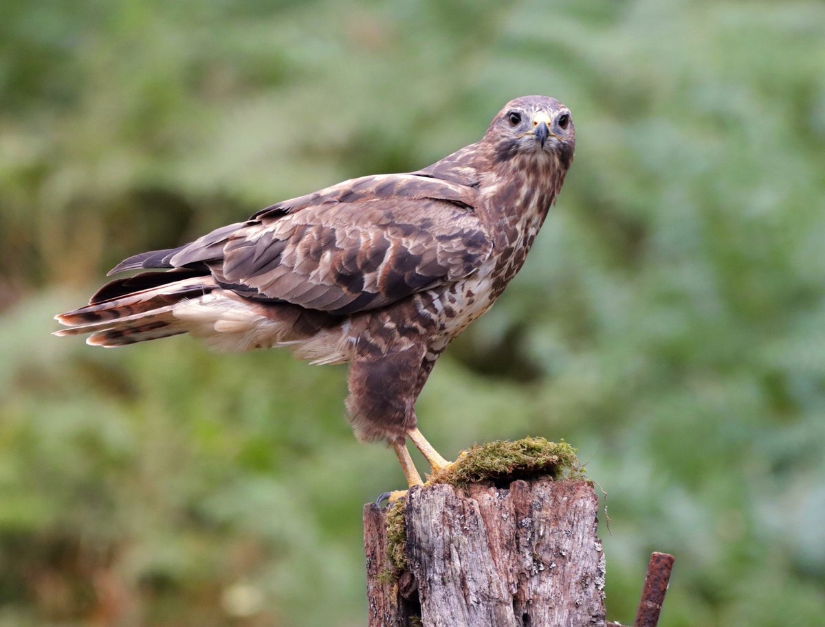 A beautiful buzzard, taken from a hide up in Scotland a few months ago

#buzzard #birdsofprey #raptor #birds #birding #BirdsSeenIn2021 #BBCWildlifePOTD #birdphotography #wildlifephotography #photography #TwitterNatureCommunity <a href="/BBCSpringwatch/">BBC Springwatch</a>