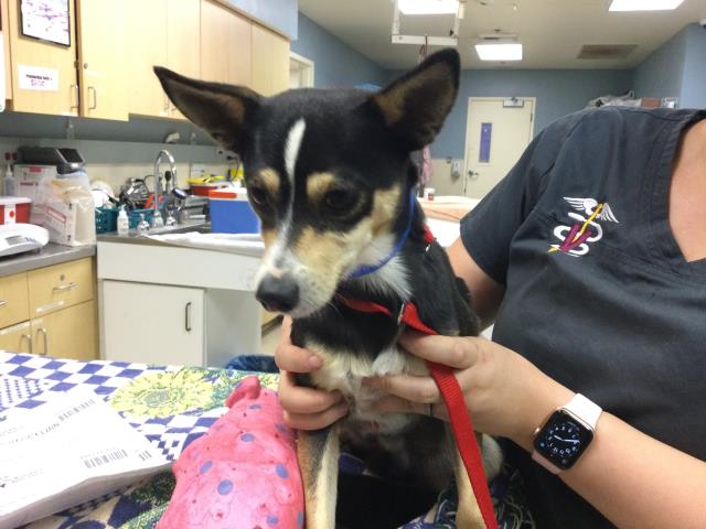 Hello! I am a male, 8.90 lbs, black and tan Chihuahua - Smooth Coated mi… petharbor.com/pet.asp?uaid=R…