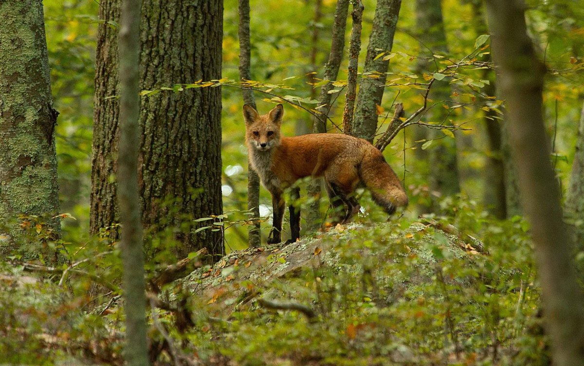 MfaziNkonzo's tweet photo. #urbanwildlife My companion in the woods today. #trackingisoriginalwisdom https://t.co/NN7ZT0i3lk