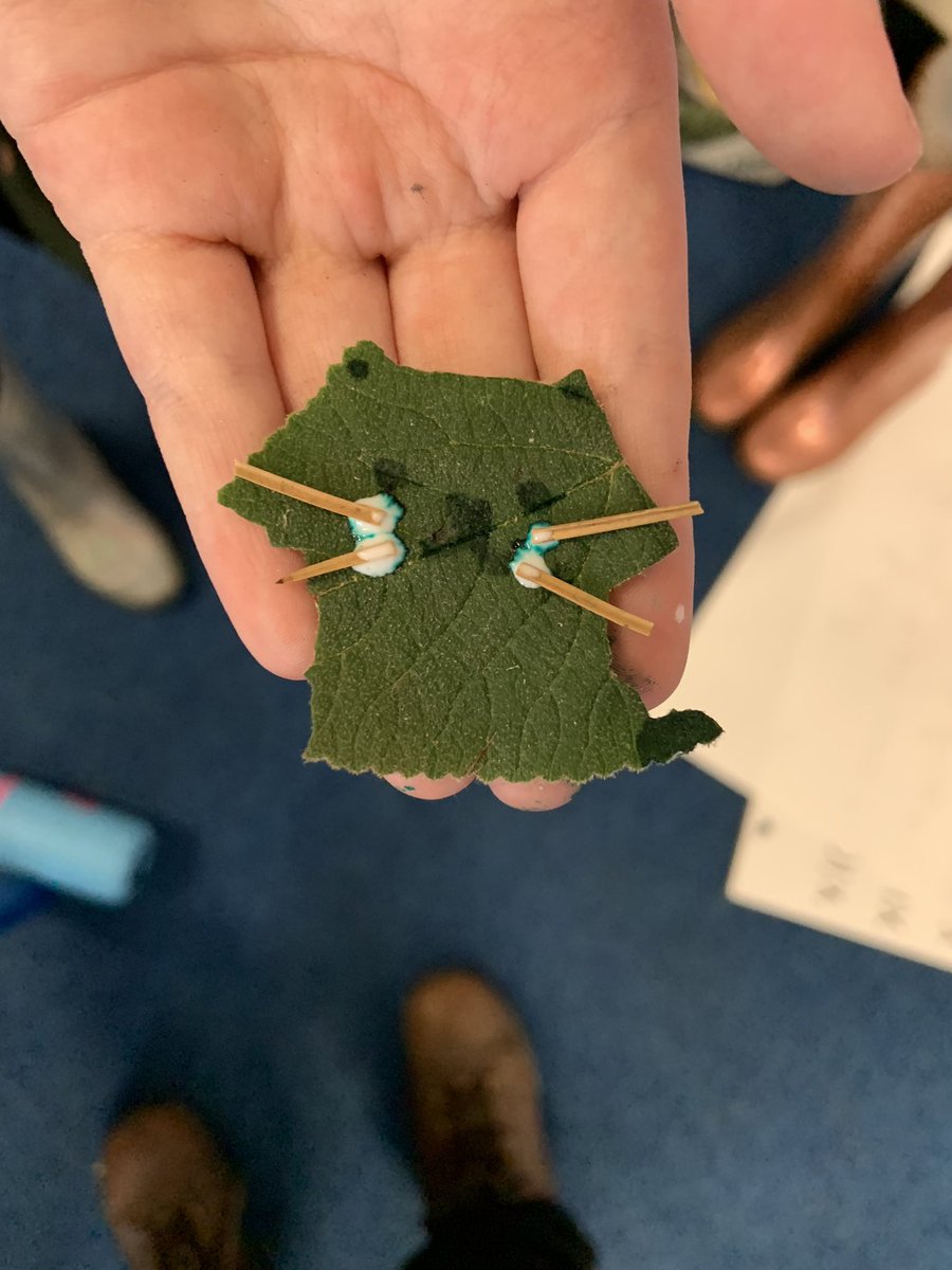 EdadventuresM's tweet photo. @RFJamesUK @JoFreeRangePlay @OutdoorEdChat @GoldsworthyAndy Your work produced gasps from some of my kids this week James. They were v interested in how long it takes you to produce & whatβs the most amount of leaves youβve used for one artwork? Some of them managed the #100leafchallenge https://t.co/Ld1C9DEbTK