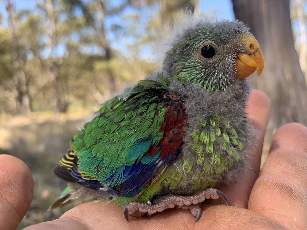 Kid swift #parrot
