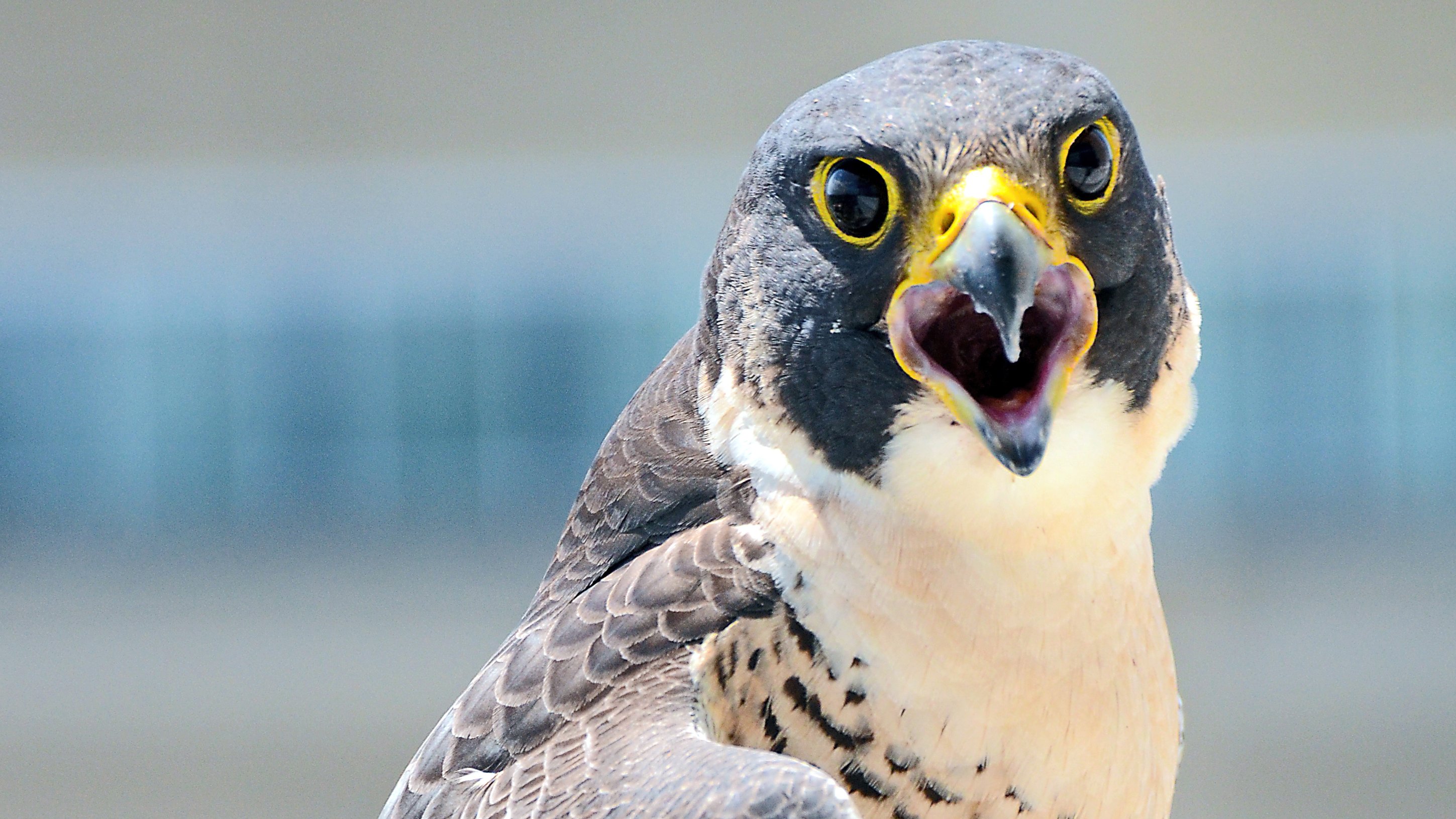 reductor Litteratur at lege Falcon Chatter on Twitter: "DYK? When stooping, or dropping on prey with  closed wings, peregrine falcons can achieve speeds of over 200 mph. That's  approximately 50 mph faster than the top speed