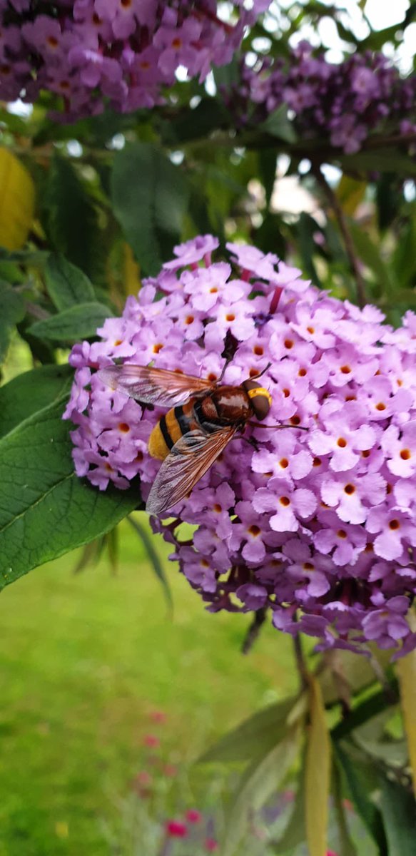 leeselab's tweet photo. Are you a postdoc ➕ in search of an #insect #biodiversity research challenge? We seek a candidate with strong ecological/statistical or #Metabarcoding data analysis skills to (co-)lead analysis &amp; publication of 🇩🇪 #insectbiodiversity data obtained via 2000+ #Malaisetrap samples. https://t.co/UPyK3TV3bx