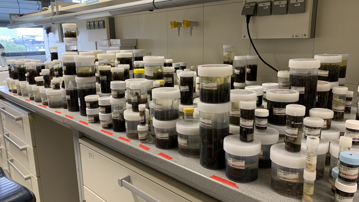 Are you a postdoc ➕ in search of an #insect #biodiversity research challenge? We seek a candidate with strong ecological/statistical or #Metabarcoding data analysis skills to (co-)lead analysis &amp; publication of 🇩🇪 #insectbiodiversity data obtained via 2000+ #Malaisetrap samples.