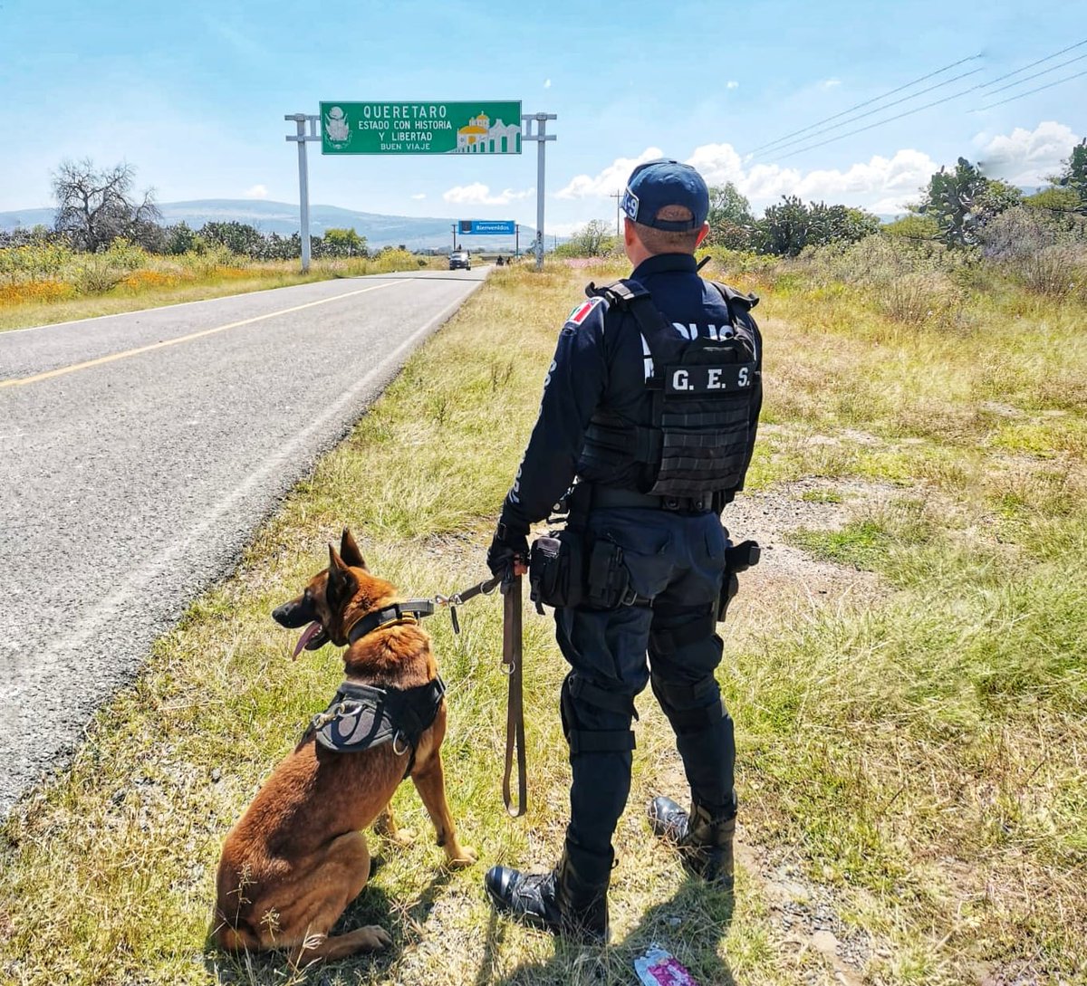 SSPMCORREGIDORA's tweet photo. Y con apoyo de nuestros ejemplares caninos del #K09, se realiza la revisión para verificar que no se transporte ningún tipo de narcótico.
#PorTuSeguridad
#Corregidora https://t.co/Bg0aVubDJu