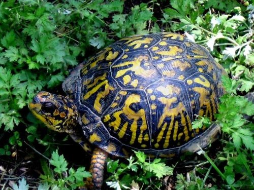 stmdc's tweet image. DOJ announces foreign national sentenced to 38 months in prison for smuggling protected turtles out of the US and for related money laundering.  The turtles sold for $650 to $2500 in the Asian market. justice.gov/opa/pr/foreign… #turtletrafficking #CITES