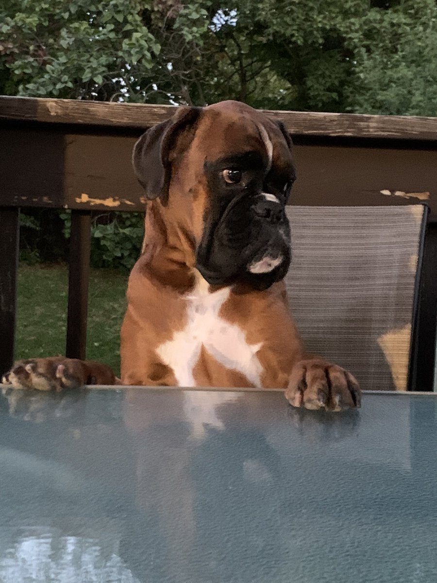 CoopTheBoxer's tweet photo. Okay I’m ready for dinner. https://t.co/n9r3rIqjyU