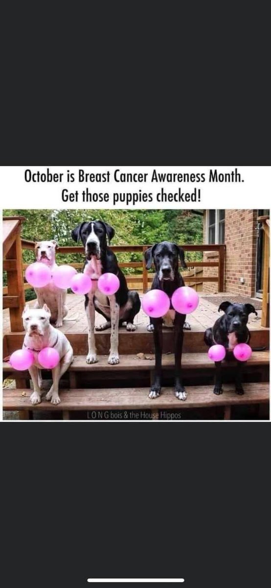 CoopTheBoxer's tweet photo. Just here to help the hoomans. #BreastCancerAwarenessMonth https://t.co/EAHlor9b8j