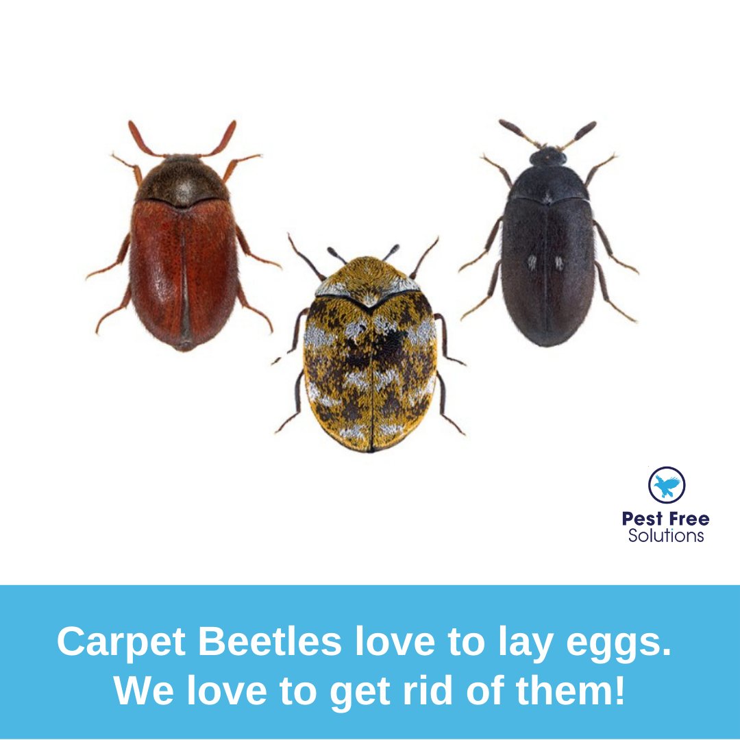 Female carpet beetles can lay around 50 eggs at a time, making them an insect that can multiply rapidly. They need to get taken care of the moment you notice a few laying around your home.

📧 sales@pestfreesolutions.net
☎️ 0800 389 8124