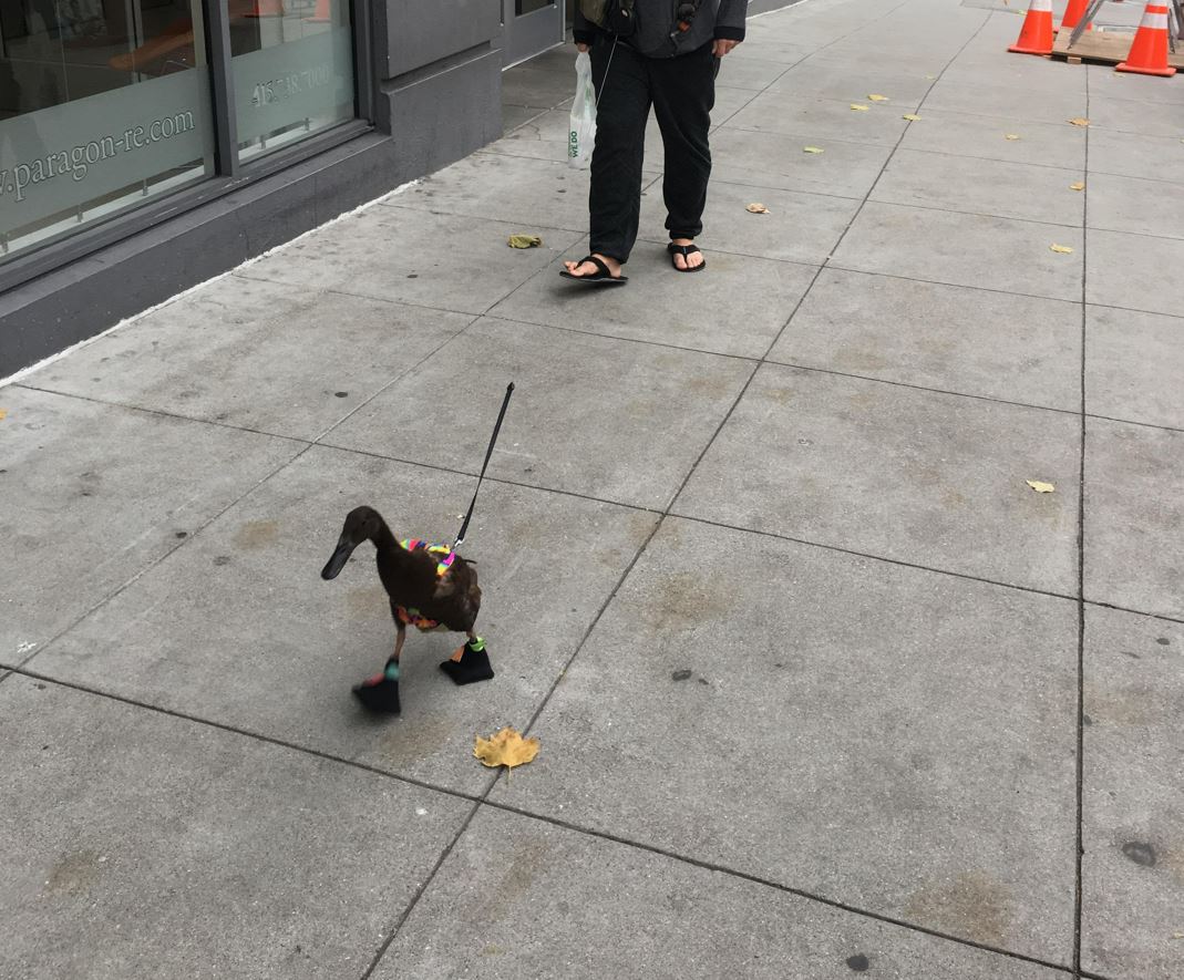 Гуляет с виброяйцом. Гусь на поводке. Утка на поводке. Уточка на поводке. Курица на поводке