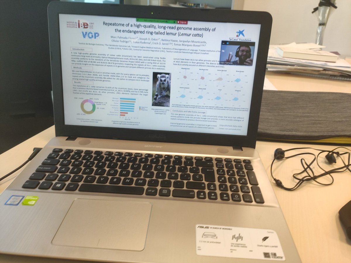 PalmadaMarc's tweet image. Thank you all for attending my poster room! I&apos;m so happy right now! Science must go on! @IBE_Barcelona @genomeark #LemurCatta #UppTransposon2021