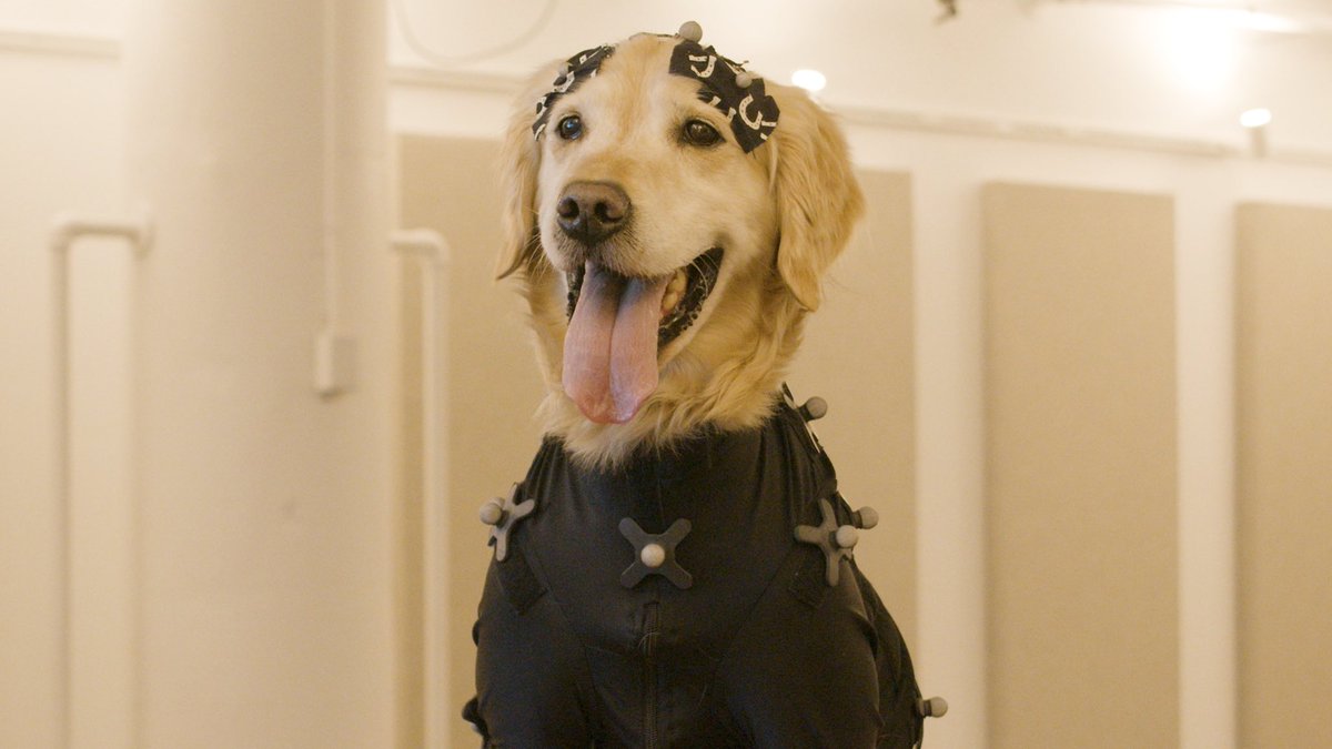 dog_rates's tweet photo. This is Diego. He plays Cosmo the telepathic Space Dog in the pupcoming @Marvel Guardians of the Galaxy video game. He was fitted with a high-tech motion capture suit to create all the in-game footage. 14/10 would be an honor to pet #ad https://t.co/xuPGmfn89P
