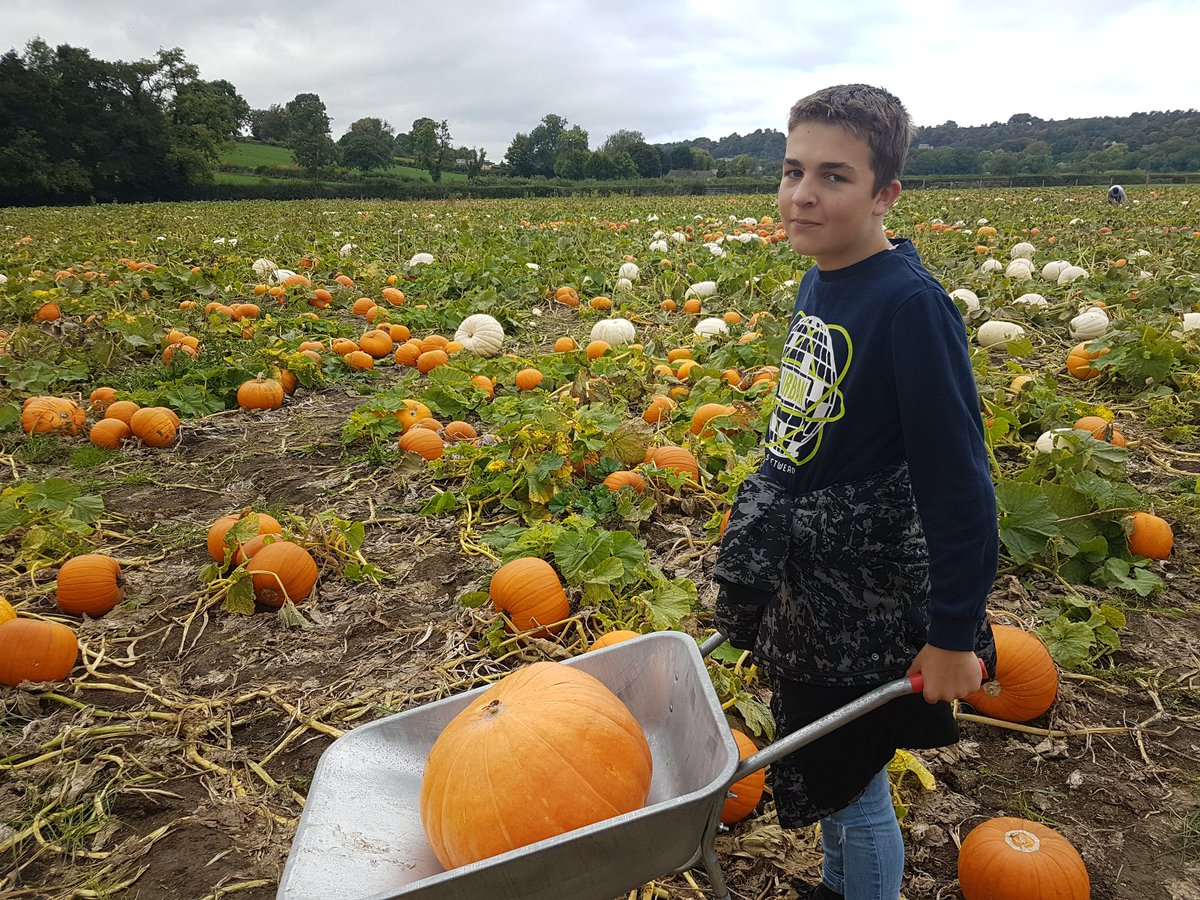 Hollyhouse45's tweet image. Pumpkin picking on after school activities 😍💕👍
#connect 
#fun 
#Positiveexperiences