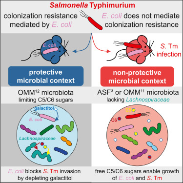Microbiota_Inst's tweet photo. .@cellhostmicrobe about #SalmonellaTyphimurium proposes that "E. coli provides #ColonizationResistance by depleting a limited carbon source when in a microbial community adept at removing simple sugars from the intestine."
#GutMicrobiota #pathogen 👇
https://t.co/1o1CHAqdly https://t.co/i5FrNHK3ot