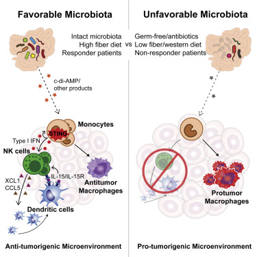 Online now! The gut microbiota tunes the pro/antitumorigenic balance of the tumor microenvironment via a STING-type I IFN dependent mechanism
#microbiome #cancerresearch
bit.ly/3FoInCR
