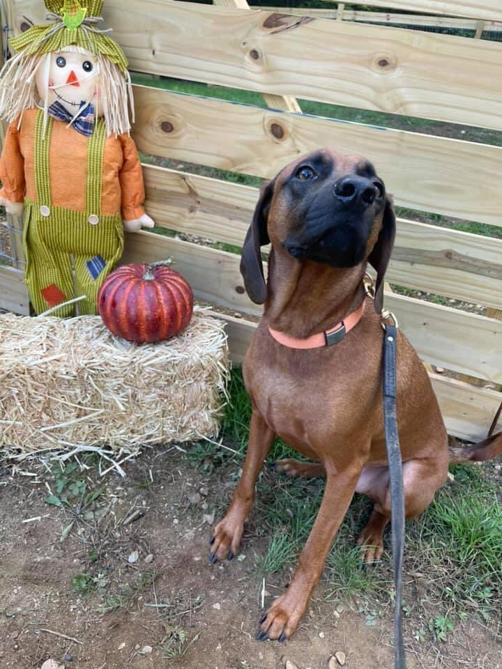 OttoRedboneRuns's tweet photo. Hey, friends!
Last week, Dad ditched me to run the silly #LondonMarathon.
Meanwhile, the “camp” I was dropped at took this handsome pic.
Cheers!
📸 🐕 🍂 https://t.co/4ZKZk3eUEK