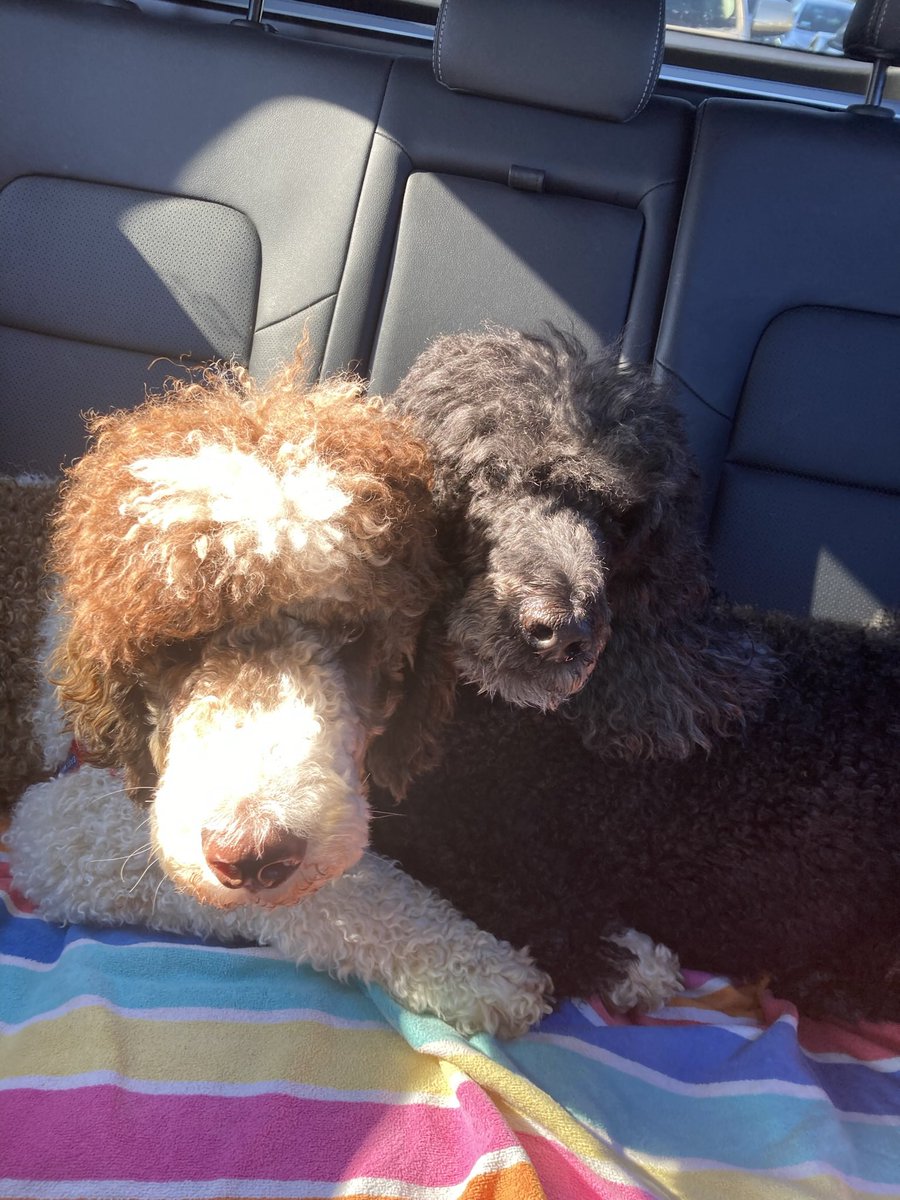 brenda bernard tweet media