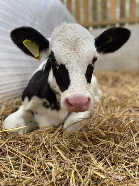 Daleside Farm Vets tweet media