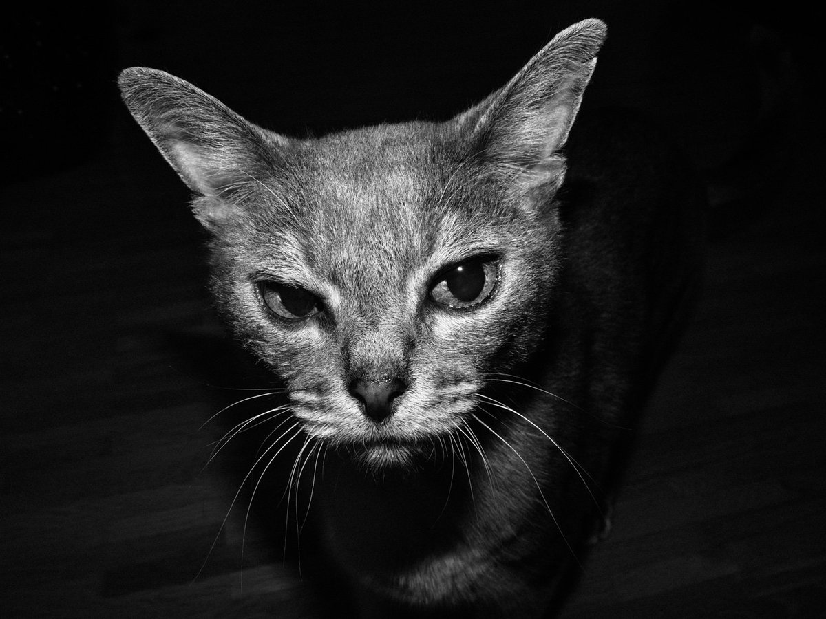 Жуткие коты