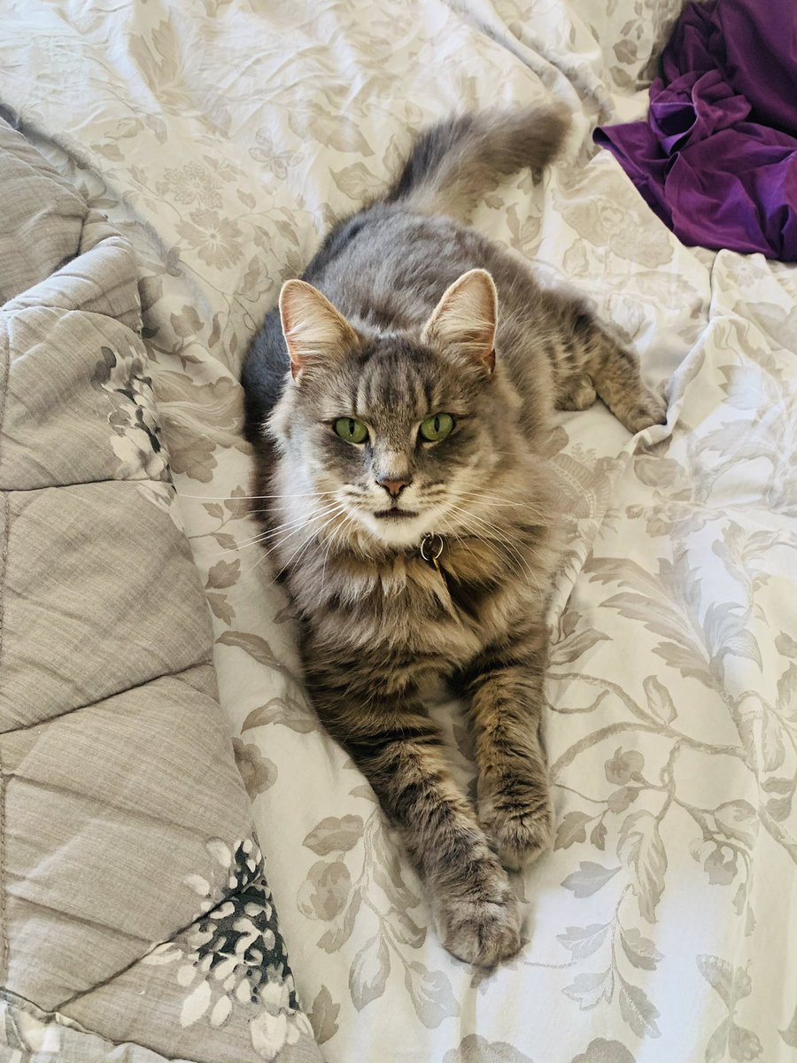 CharleyBearThe1's tweet photo. Ooooh I’m 12 away from a mahoosive 4K followers!!!! Go #teamfloof 🐾😽🐻 #CatsOfTwitter #cats #Hedgewatch #ThrowbackThursday https://t.co/5TlbNXLtqg