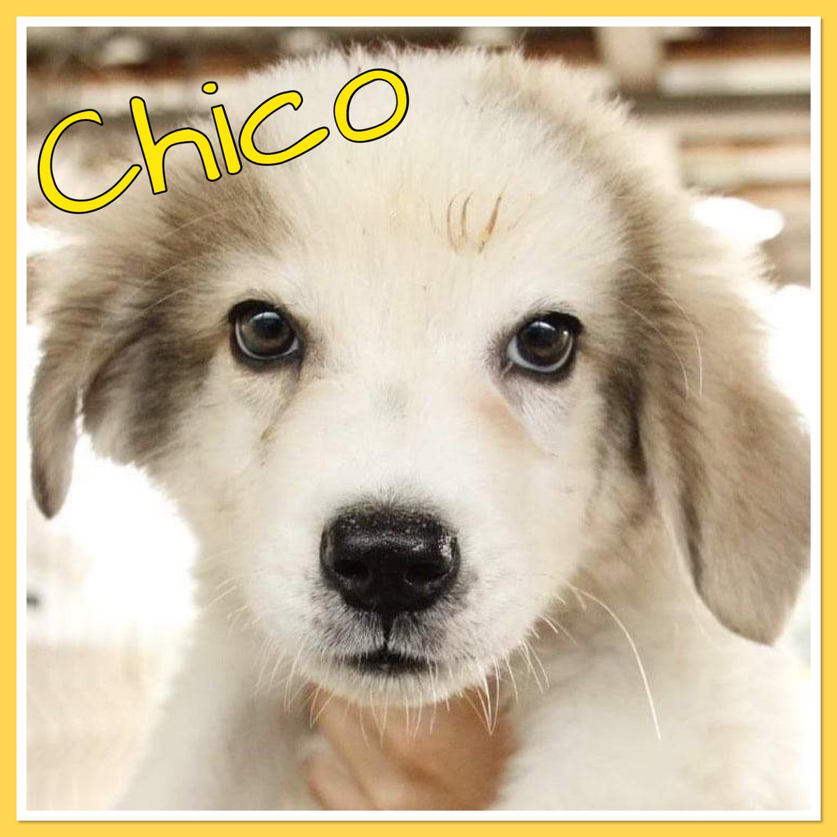 ‼️WIR BRAUCHEN PFLEGESTELLEN‼️

Alleine im Shelter in Bistrita warten ca 150 Welpen auf ihre Ausreise. Sie können hier nicht länger bleiben. Daher suchen wir DRINGEND Pflegestellen. Bitte helft den kleinen Seelen!

Wenn du helfen kannst: kontakt@einherzfuerstreuner.de

DANKE!♥️