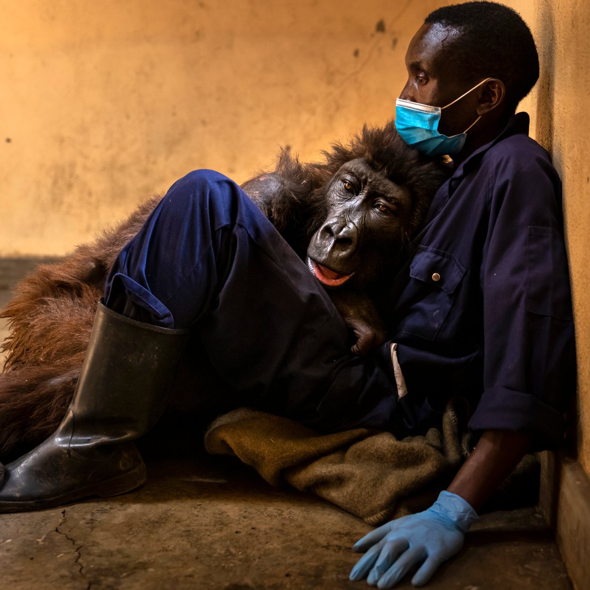 Complex's tweet photo. Ndakasi, the gorilla who went viral for photobombing a park ranger’s selfie, passed away in the arms of her caretaker. RIP. 😞🕊

Story: https://t.co/vkLAsGjvV2 https://t.co/Es0QugMyKW