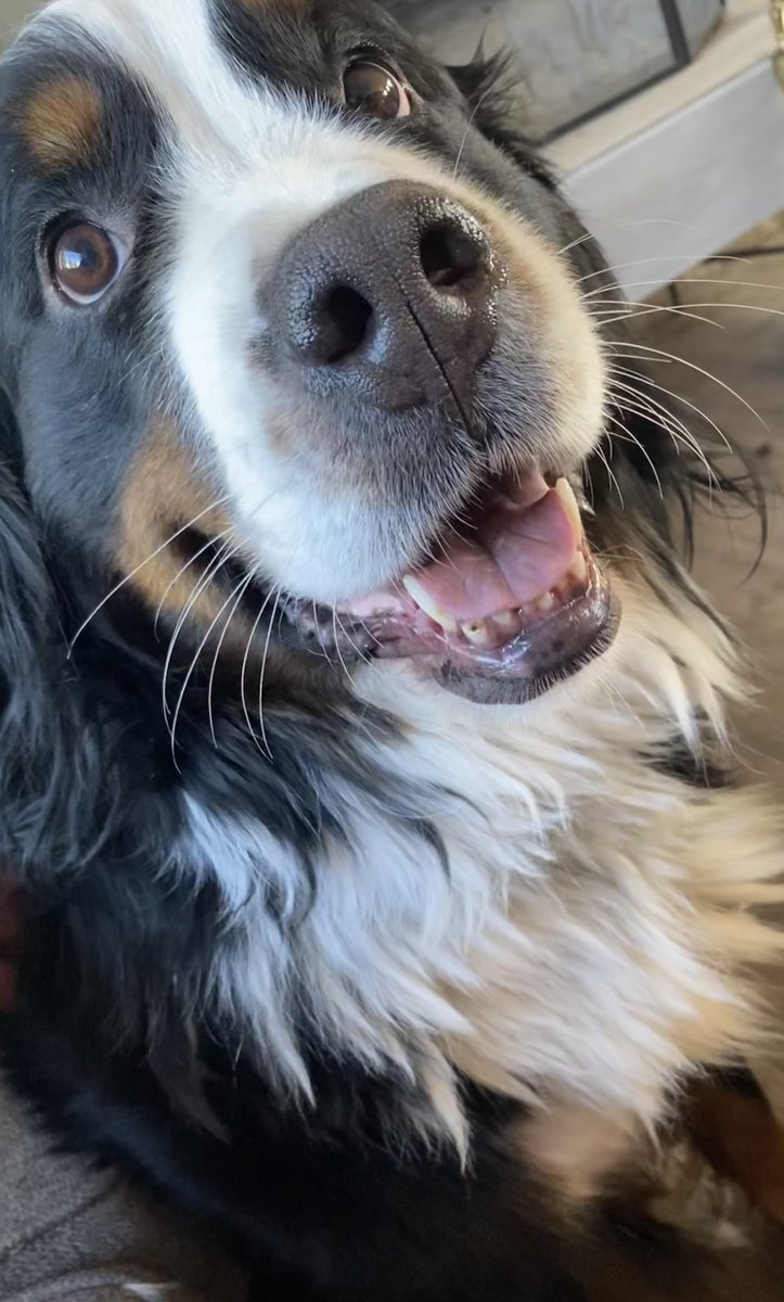 GlobalETraining's tweet photo. Meet our friend, Kindle 👋🏾🐶
Kindle is a huge #AutodeskUniversity fan, and is "very happy to learn her human could do AU from home again this year" (Quote taken directly from Kindle)
#AU2021 #PetsofAU #BIM #AEC @ADSKCommunity @autodesk @autodesku https://t.co/0DxBaO1SMC