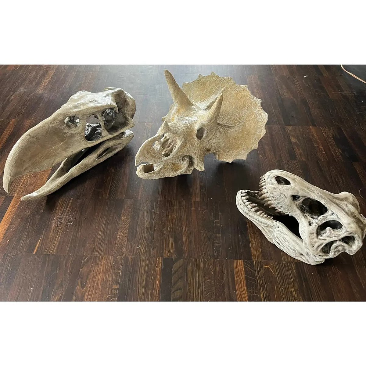 Keksbikini's tweet photo. Queen of bones😋
---
Available at our Etsy-Shop DinoshopNerdstuff:
https://t.co/6GLGjENhC4
---
#velociraptor
#mosasaur
#dinosaur
#jurassicpark
#jurassicworld
#trex
#tyrannosaurusrex
#terrorbird
#triceratops
#fossil
#fossils
#dinoshopnerdstuff
#trexskull
#3d
#3dprint https://t.co/x28jGJKgnU