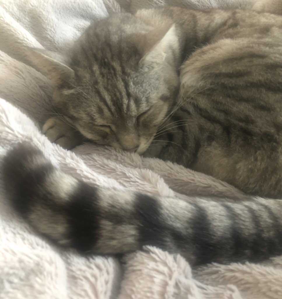 stripeyspotty's tweet photo. @annie_warman Hey Rocs ๐๐ป. Mine is #Stripey #TeamBengal #StruttYourStuff ๐๐๐พ๐ https://t.co/l8oSOUjuXU