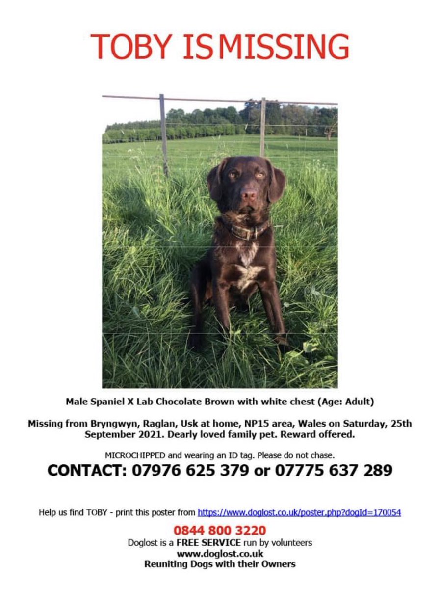 Please could my Twitter family Retweet this photo?  Let’s help make Toby too hot to handle so he is returned safe to his family.  They are not on Twitter only Facebook so I’m asking for your help on their behalf 🐾🐾
