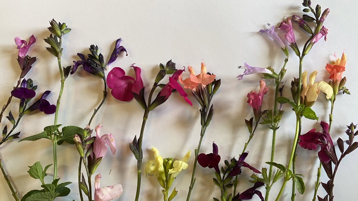 Seagate Nurseries tweet media