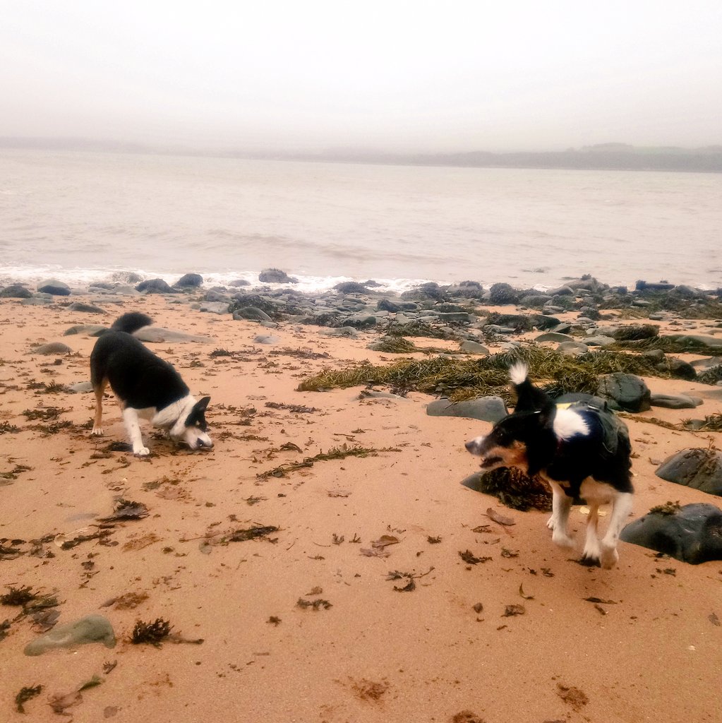 Could resist one more beach #whiteBay before heading home! @keswickbootco @keswick_bandb @FeatureCumbria @BCTGB @rfj1966 #adoptdontshop #bordercollies #scotland #dumfriesGalloway 🐕 🐕