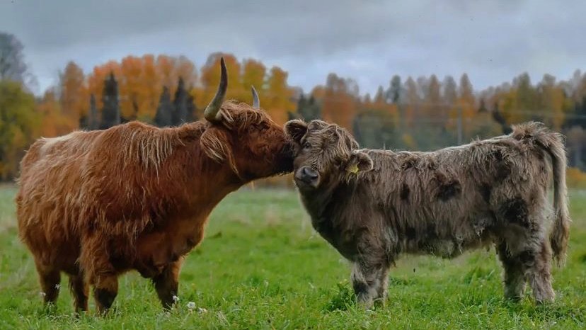 Cow of the Day🐮 tweet media