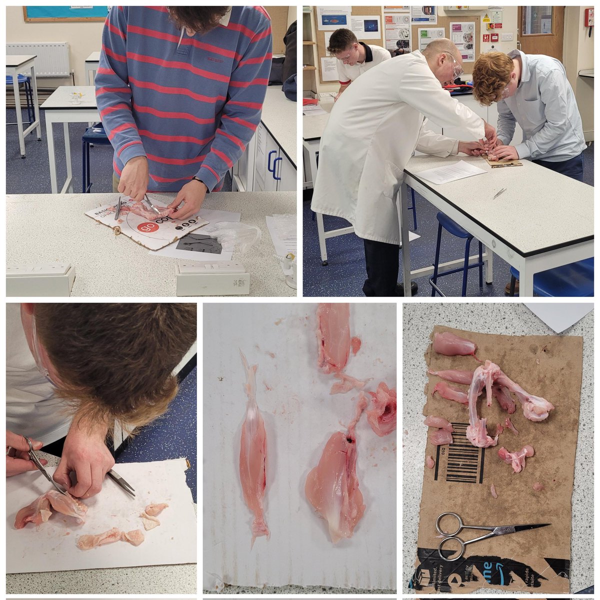 MHSFrenshamPE's tweet photo. Year 12 BTEC sports students got to grips with their first disection lesson this morning. Looking at the structure and function of bones and muscles in and around synovial joints 🦴
@MHSFrensham
#physiologyandanatomy
#disection #btecsport #sixthform #synovialjoints #welovebiology https://t.co/XQcVzDcqcM