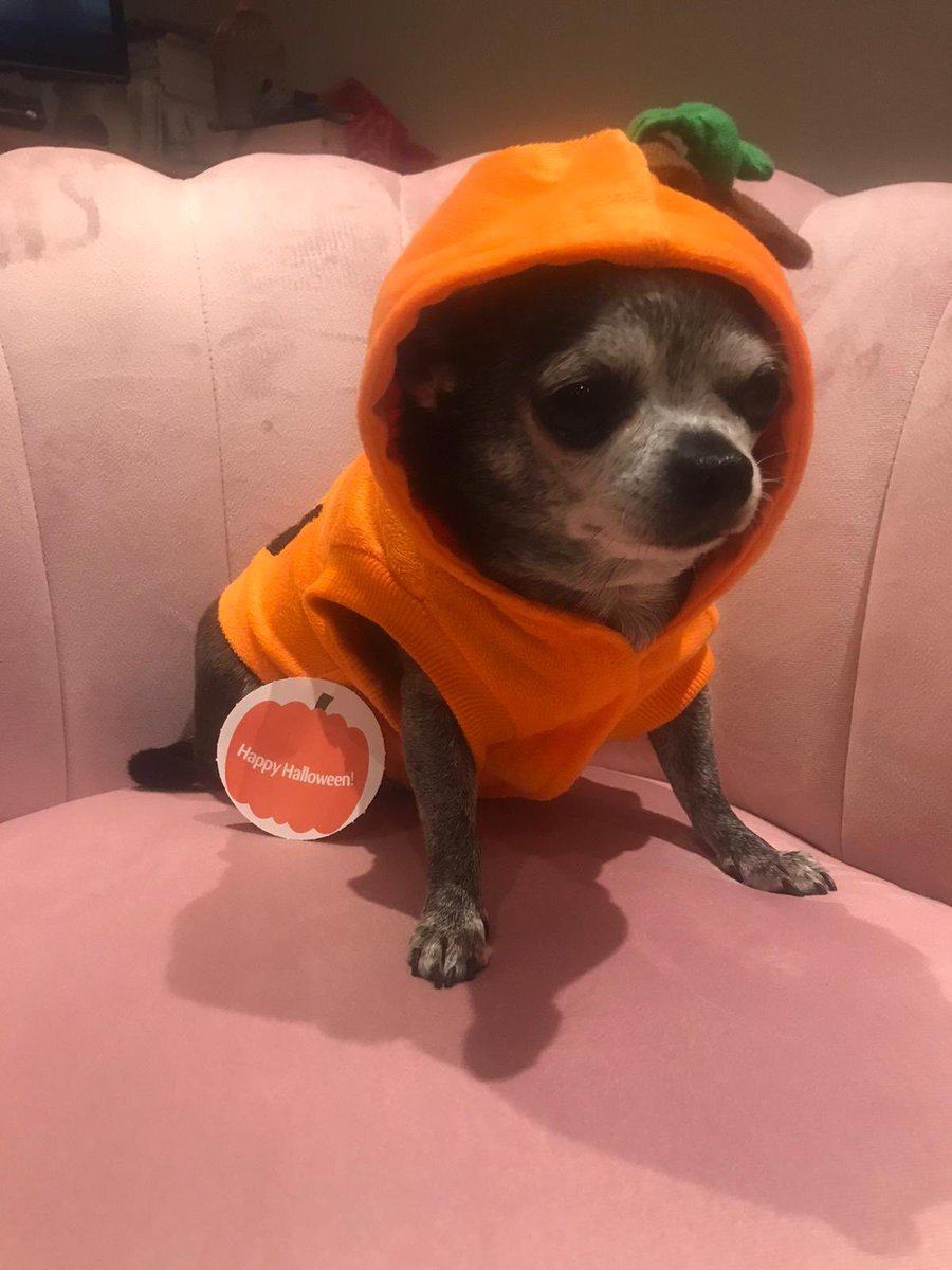 shirlblackmore's tweet photo. Pippa the pumpkin https://t.co/vRT5dstj6l