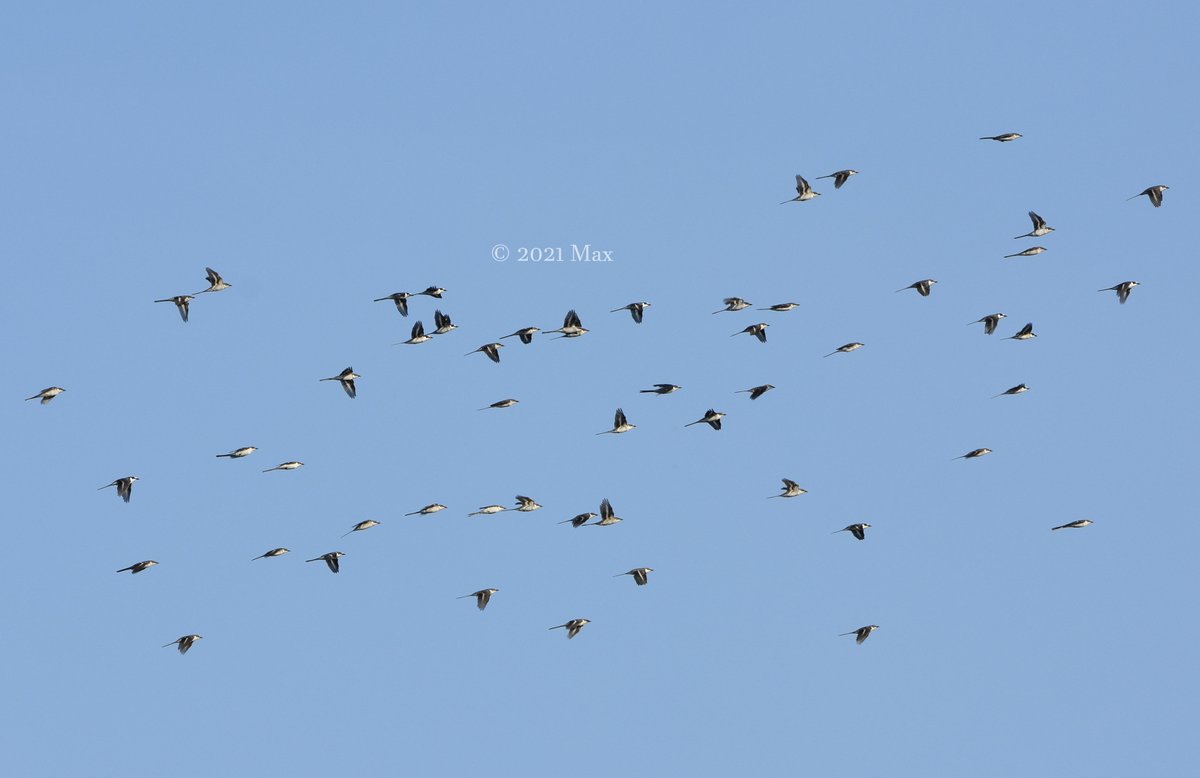 wildlifetwitch's tweet photo. A flock of Ashy Minivets seen last week https://t.co/2o5Oqoc86S