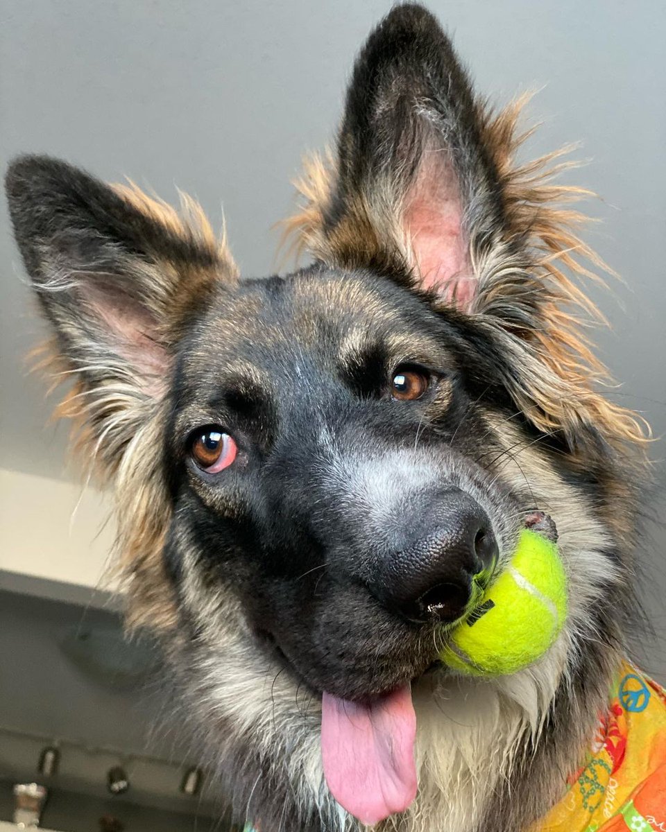 прикольные собаки. безумная собака. сумасшедший пес. веймаранер смешной. смешная морда.