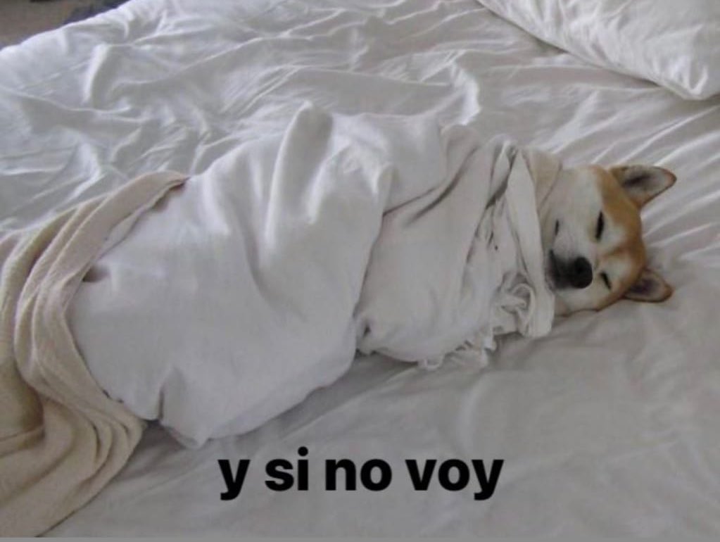pppua's tweet photo. Yo: me encanta mi trabajo, estoy muy contenta, la verdad es que tengo suerte.

También yo todas las mañanas: https://t.co/cbNnNyAcog