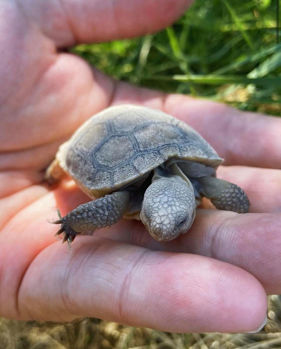 If you ever come across a tortoise in the wild, please them leave be. They're a listed species &amp; easily startled. If a tortoise is scared, they will void their bladder, potentially losing a year's worth of fluids that they need to survive. ow.ly/kB9I50GnYxU📷J.Contois/USFWS