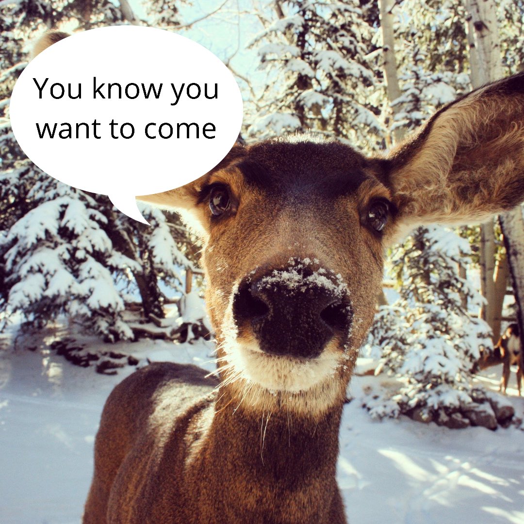 Uni of York Maths Society tweet media